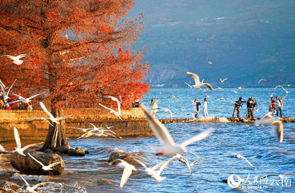 紅嘴鷗與水杉點綴洱海的冬日浪漫